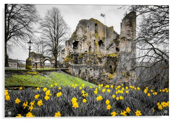 Knaresborough Castle Daffodils Acrylic by Tim Hill