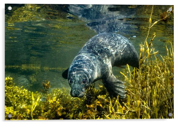 common seal pup Acrylic by Peter Bardsley