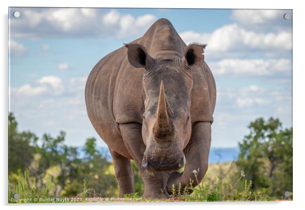 A rhinoceros standing in front of the camera Acrylic by Gunter Nuyts