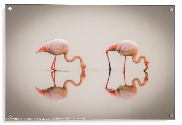 Flamingos in the fog with reflection Acrylic by Gunter Nuyts