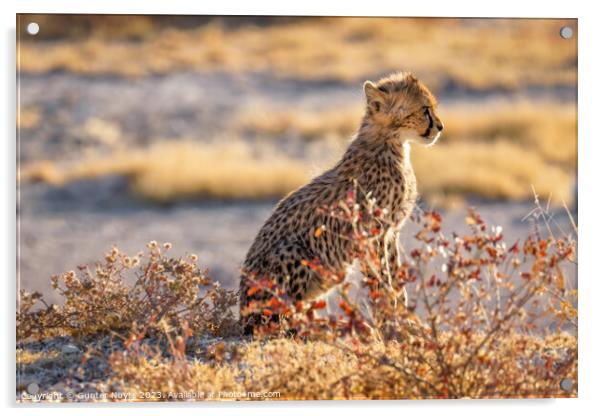 A portrait of a cheetah cub  Acrylic by Gunter Nuyts