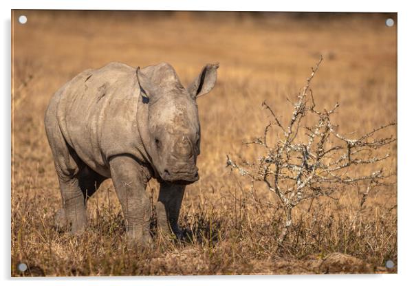 White rhinoceros calf looking at the camera Acrylic by Gunter Nuyts