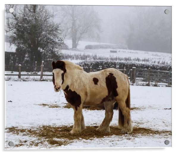 Cold horse Acrylic by Martin fenton