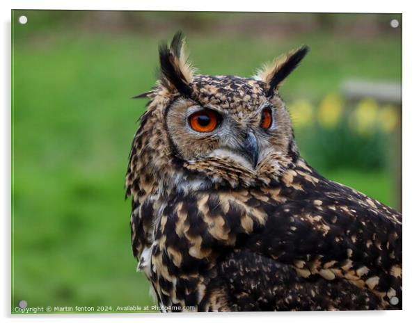 Turkmenian Eagle Owl Acrylic by Martin fenton