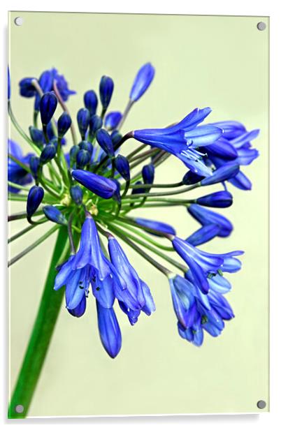 Blue Agapanthus Flower Acrylic by Jim Allan