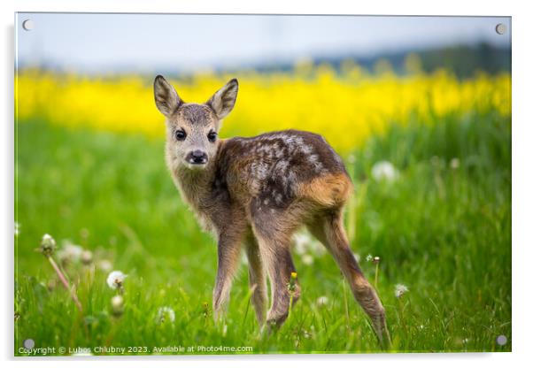 Young wild roe deer in grass, Capreolus capreolus. New born roe  Acrylic by Lubos Chlubny