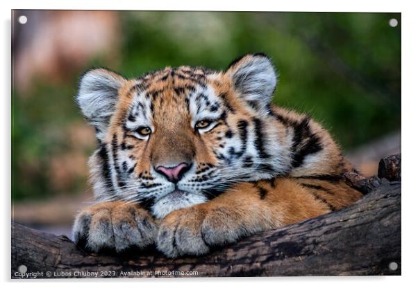 Cute siberian tiger cub, Panthera tigris altaica Acrylic by Lubos Chlubny