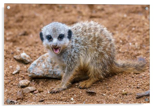 Meerkat or suricate cub showing its teeth Acrylic by Lubos Chlubny