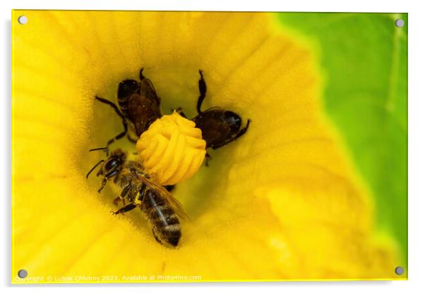Bees collect pollen in a zucchini flower Acrylic by Lubos Chlubny