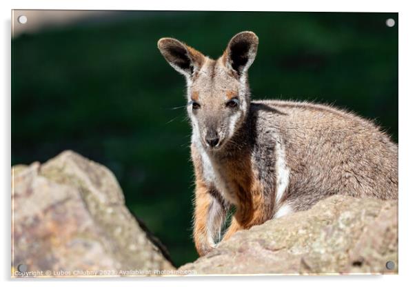 Yellow footed rock wallaby sitting on a rock Acrylic by Lubos Chlubny