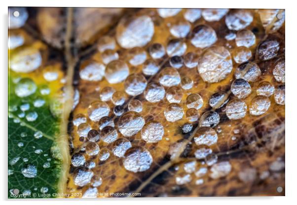 Autumn leaf with water dew drops Acrylic by Lubos Chlubny