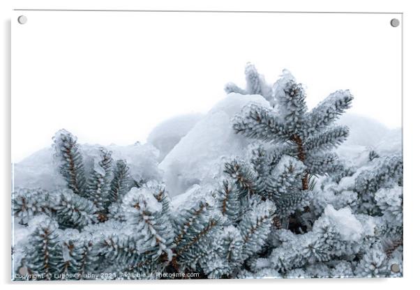 Spruce branches covered with frost. Christmas tree with hoarfrost. Acrylic by Lubos Chlubny
