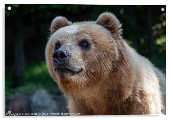 Kamchatka bear in the grass (Ursus arctos beringianus) Acrylic by Lubos Chlubny
