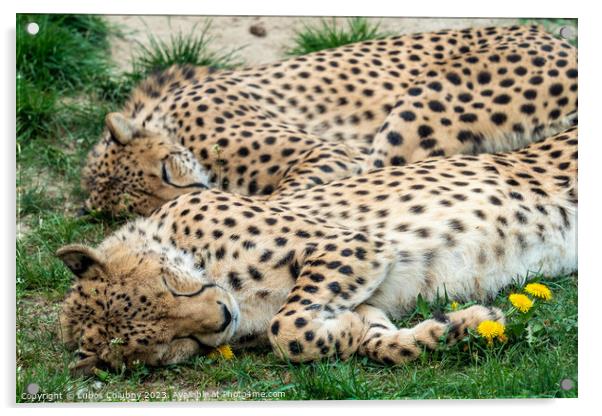 Two Cheetah Cats sleeping in the grass, Acinonyx Jubatus. Acrylic by Lubos Chlubny