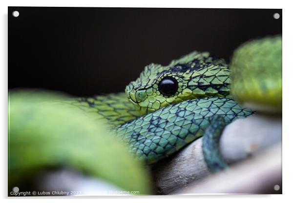 Great Lakes bush viper (Atheris nitschei) is twisted around the branch. Acrylic by Lubos Chlubny