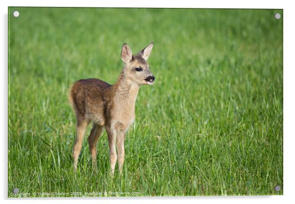 Young wild roe deer in grass, Capreolus capreolus. New born roe deer, wild spring nature. Acrylic by Lubos Chlubny