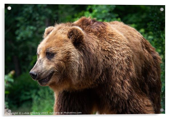 Kamchatka Brown bear (Ursus arctos beringianus). Brown fur coat, danger and aggresive animal. Big mammal from Russia. Acrylic by Lubos Chlubny