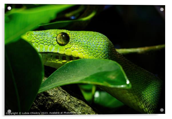 Green tree python close-up on tree branch, Morelia viridis. Acrylic by Lubos Chlubny