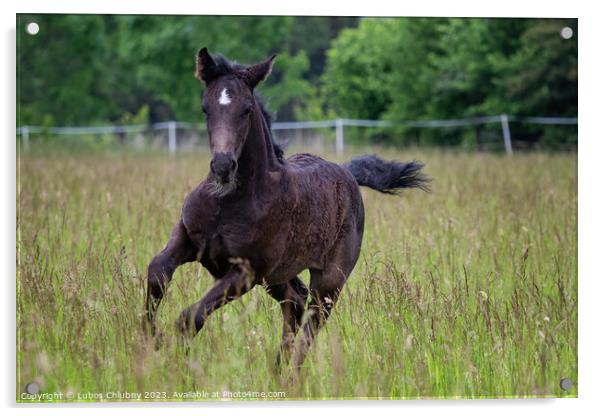 Running foal in spring meadow, black horse Acrylic by Lubos Chlubny