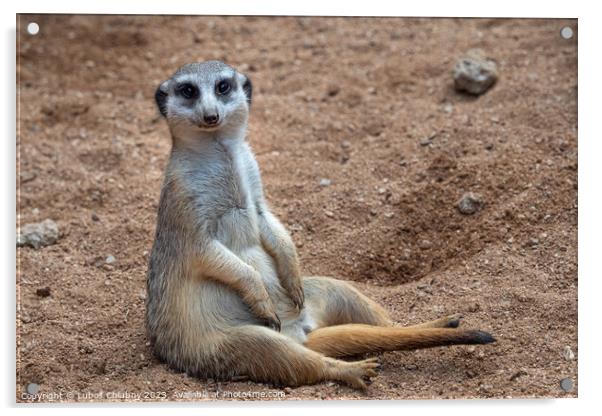 Meerkat sitting in sand, (Suricata suricatta). Acrylic by Lubos Chlubny