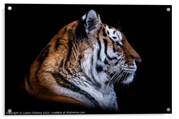 Front view of Siberian tiger isolated on black background. Portr Acrylic by Lubos Chlubny