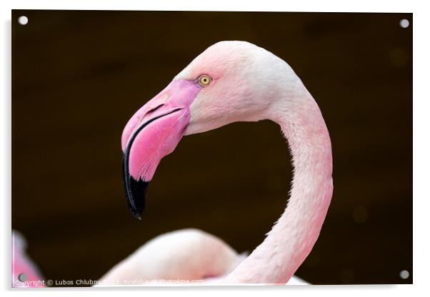 Greater flamingo, Phoenicopterus roseus. Close up detail of pink flamingo. Acrylic by Lubos Chlubny