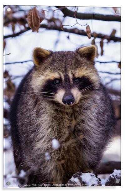 Raccoon (Procyon lotor) in winter. Also known as the North American raccoon. Acrylic by Lubos Chlubny