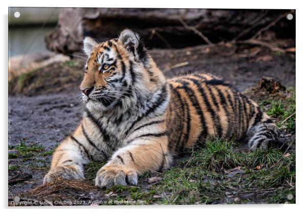 Cute siberian tiger cub, Panthera tigris altaica Acrylic by Lubos Chlubny