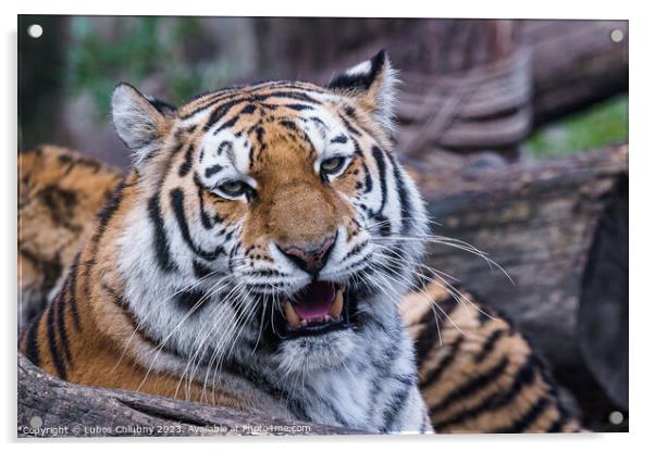 Siberian tiger, Panthera tigris altaica Acrylic by Lubos Chlubny