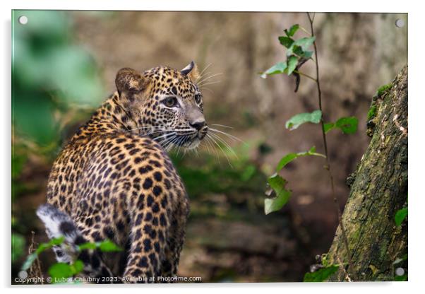 Sri Lankan leopard cub, Panthera pardus kotiya Acrylic by Lubos Chlubny
