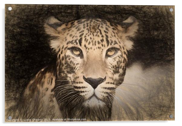 Pencil sketch with the image of a spotted Jaguar Acrylic by Lubos Chlubny
