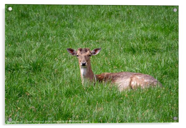 Fallow Deer (Dama dama), Female fallow deer in a meadow Acrylic by Lubos Chlubny