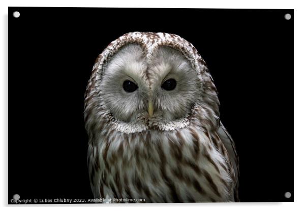 Ural owl (Strix uralensis). Nocturnal owl on black background Acrylic by Lubos Chlubny