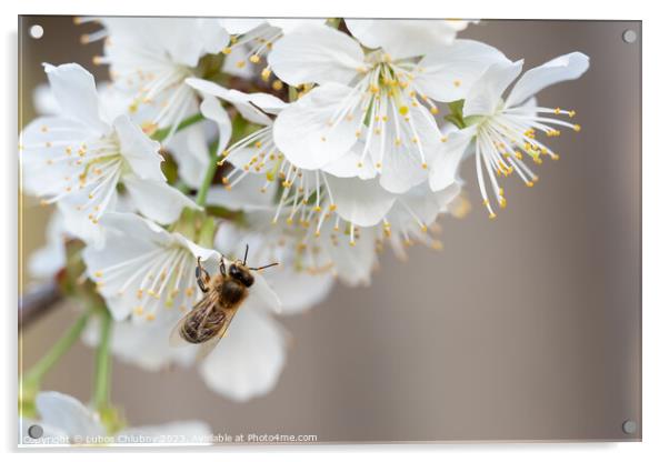 Bee on a cherry blossoms. Spring floral background. Cherry flowers blossoming in the springtime. Acrylic by Lubos Chlubny