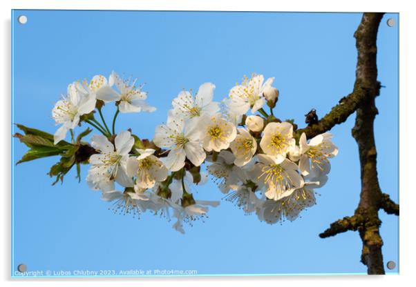 Cherry Blossoms on a blue sky. Spring floral background. Cherry flowers blossoming in the springtime. Acrylic by Lubos Chlubny