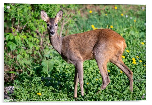 Roe deer, Capreolus capreolus. Wild roe deer in nature. Acrylic by Lubos Chlubny