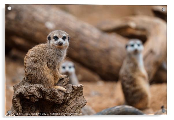 Portrait of Meerkat Suricata suricatta, African small animal, carnivore belonging to the mongoose family Acrylic by Lubos Chlubny