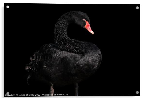 Black swan isolated on black background (Cygnus atratus). Beautiful west australian black swan. Acrylic by Lubos Chlubny