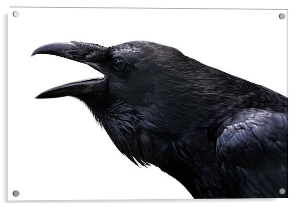 Common Raven isolated on white Acrylic by Lubos Chlubny
