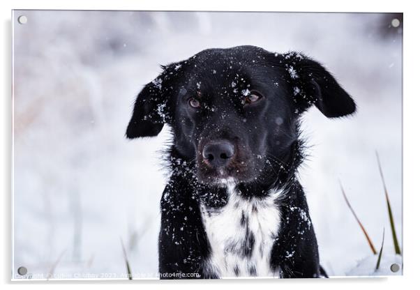 Black dog with white breastplate in winter and falling snowflake Acrylic by Lubos Chlubny