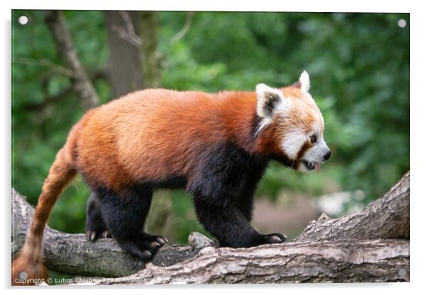 Red panda (Ailurus fulgens) on the tree. Cute panda bear in forest habitat. Acrylic by Lubos Chlubny