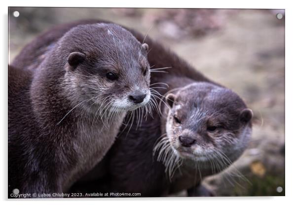 Two asian small clawed otters, Aonyx cinereus Acrylic by Lubos Chlubny