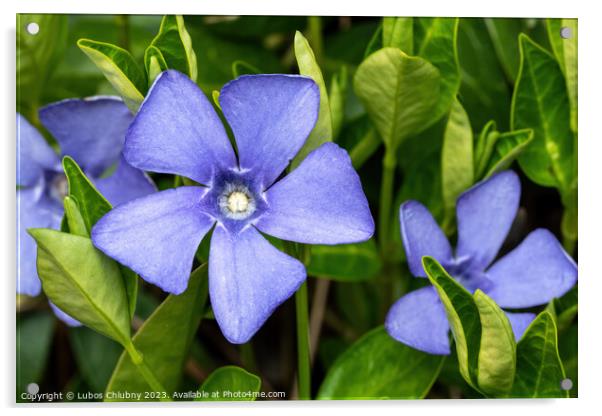 Purple blue flowers of periwinkle, vinca minor Acrylic by Lubos Chlubny