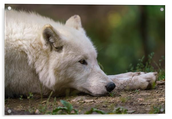 Arctic wolf enjoying the morning sun (Canis lupus arctos) Acrylic by Irena Chlubna