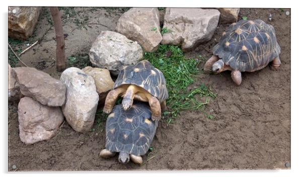 Turtles in mating season male and female Acrylic by Irena Chlubna
