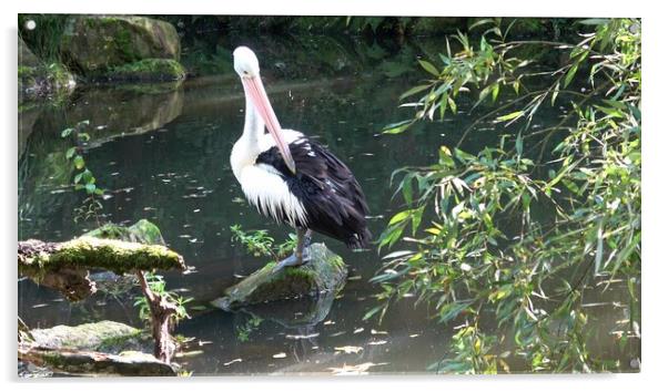  Australian pelican (Pelecanus conspicillatus) Acrylic by Irena Chlubna