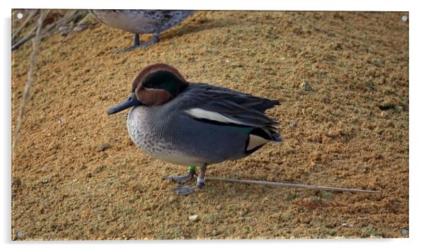 Common Teal or Eurasian Teal (Anas crecca) Acrylic by Irena Chlubna