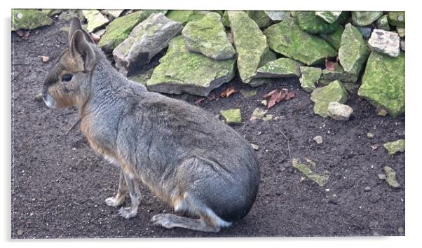 Patagonian mara, Dolichotis patagonum, sitting and resting, watching for danger Acrylic by Irena Chlubna