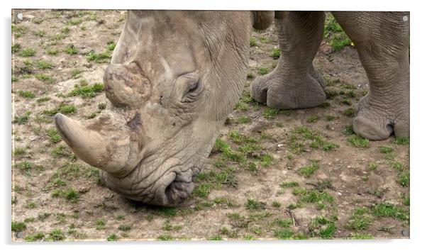 Southern white rhinoceros (Ceratotherium simum simum). Critically endangered animal species. Acrylic by Irena Chlubna