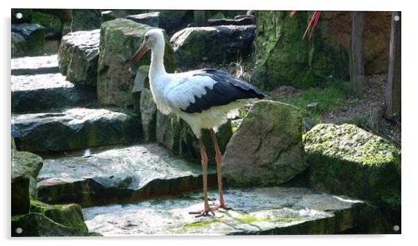 White Stork ( Ciconia ciconia ) na staircase Acrylic by Irena Chlubna